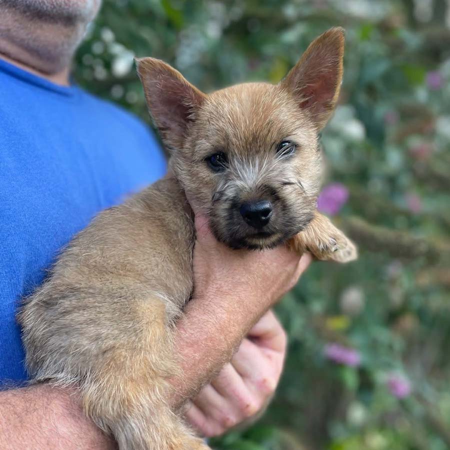 Norwich Terrier Puppy
