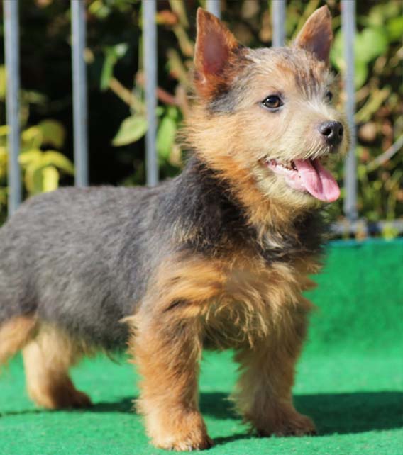 Norwich Terrier Puppy