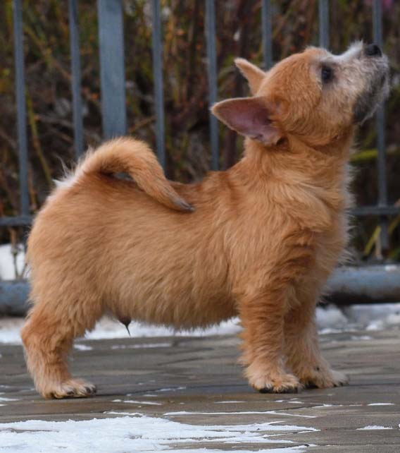 Norwich Terrier Puppy