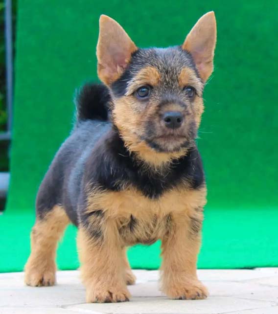 Norwich Terrier Puppy