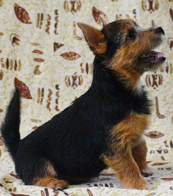 two people working out with steppers in gym.