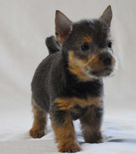 Norwich Terrier Puppy