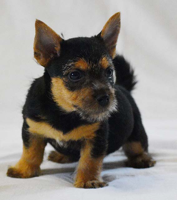 Norwich Terrier Puppy