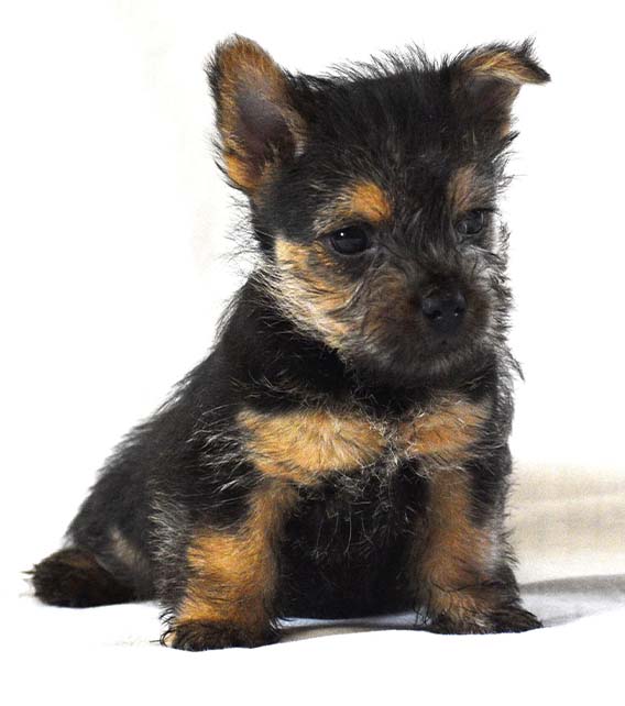 Norwich Terrier Puppy