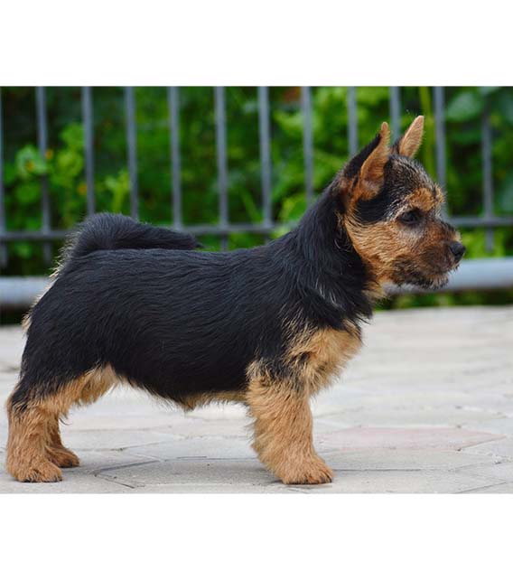 Norwich Terrier Puppy