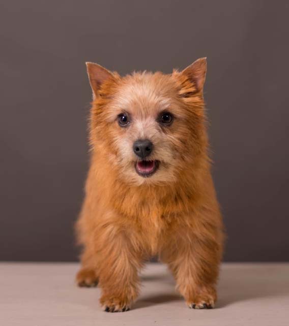 Norwich Terrier Puppy